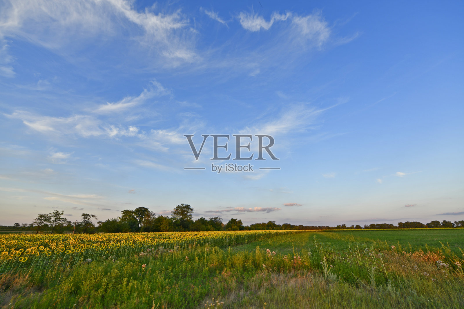 美丽的乡村风景,向日葵上。照片摄影图片