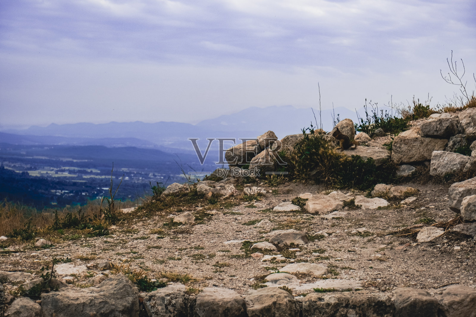 古城遗址中的松鼠照片摄影图片