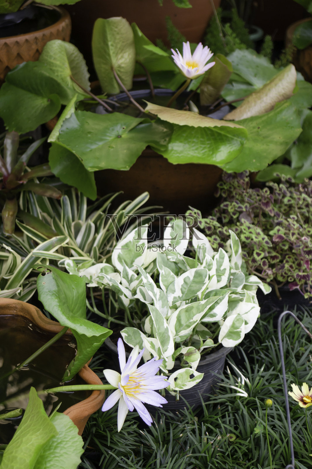 热带植物的自然绿意放松景观照片摄影图片