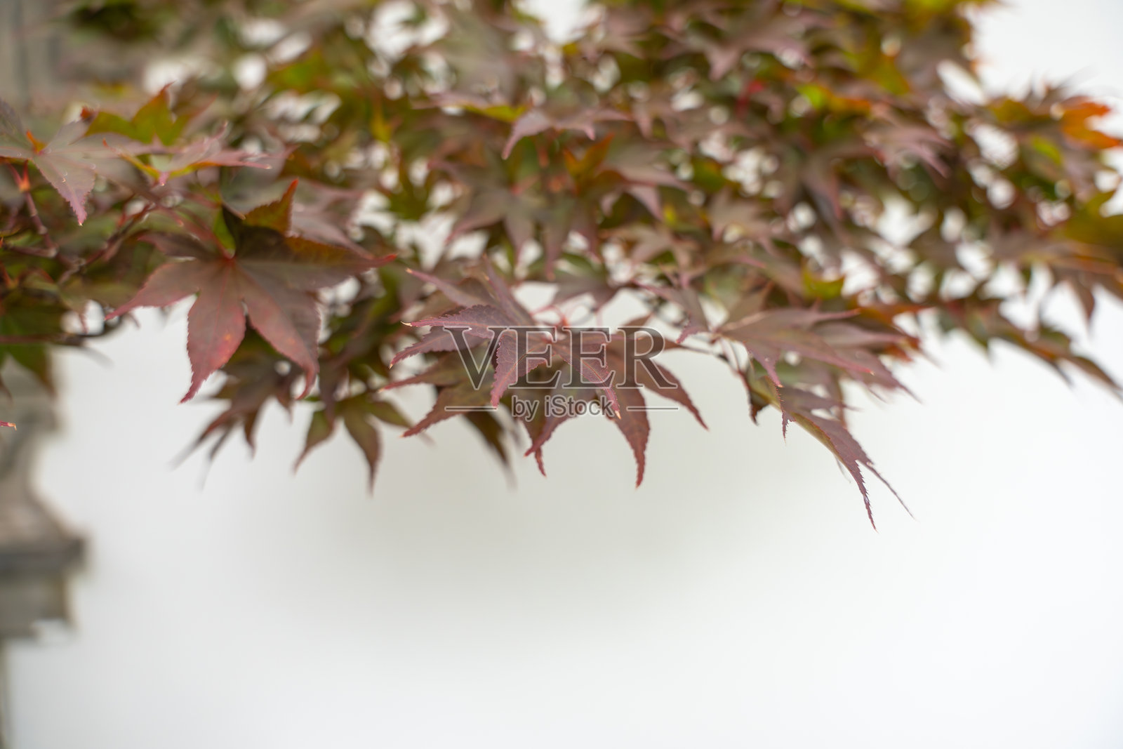 红枫叶。照片摄影图片