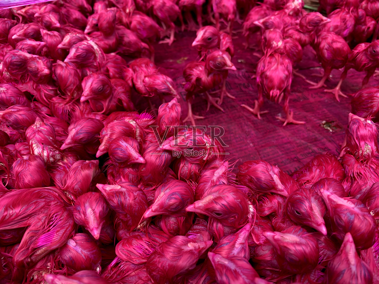 一群出售的染成粉色的小鸡特写镜头照片摄影图片