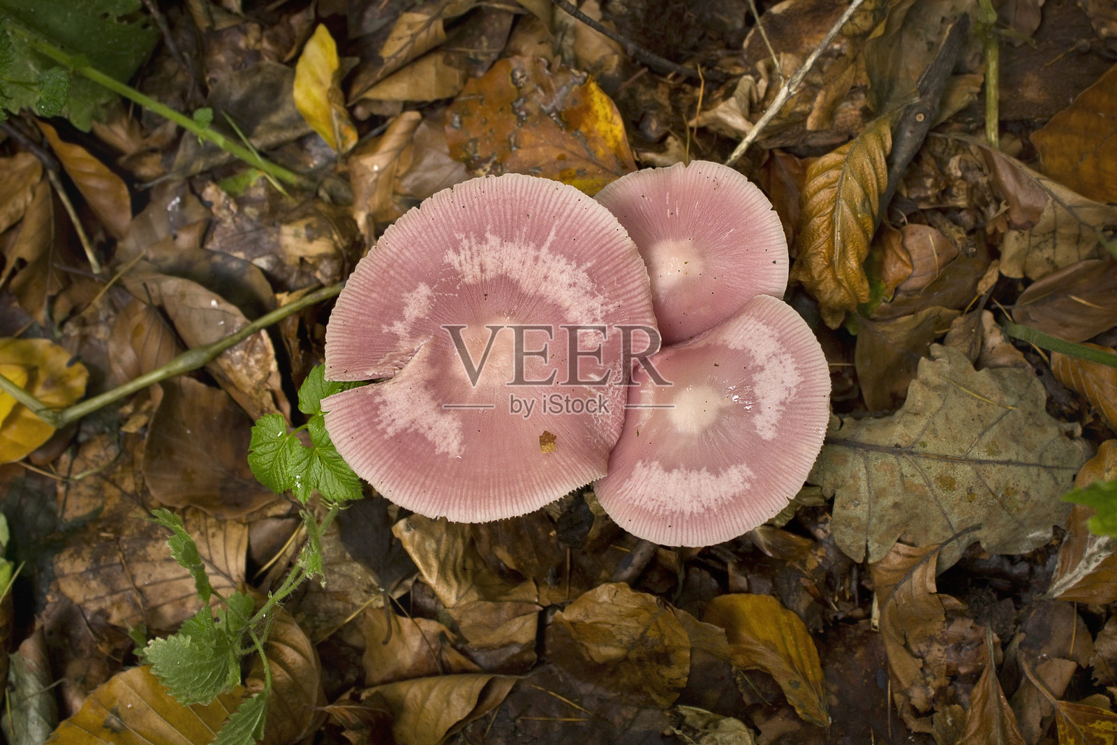 粉色蘑菇特写照片摄影图片