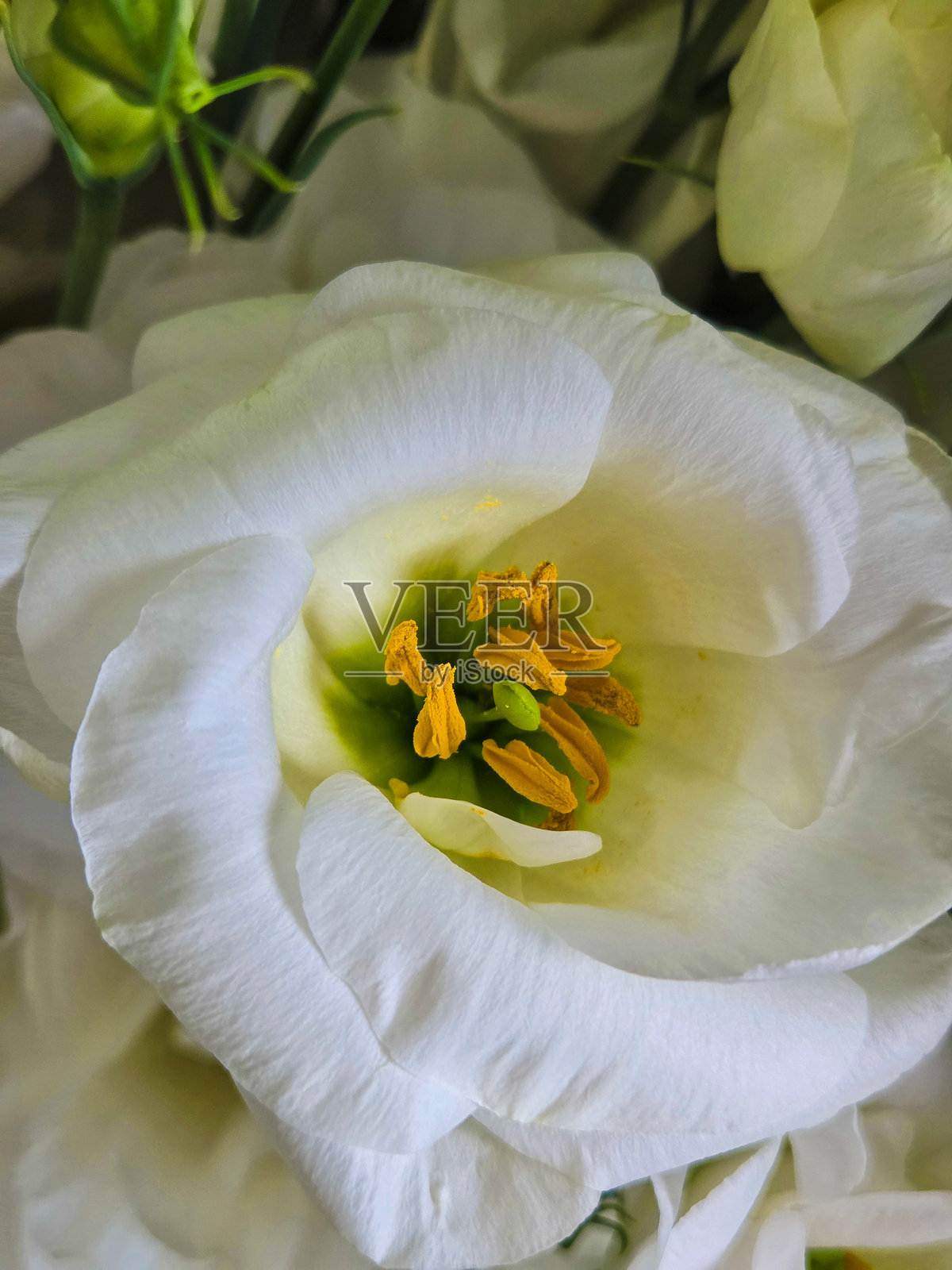 一张照片中的花朵与色彩照片摄影图片