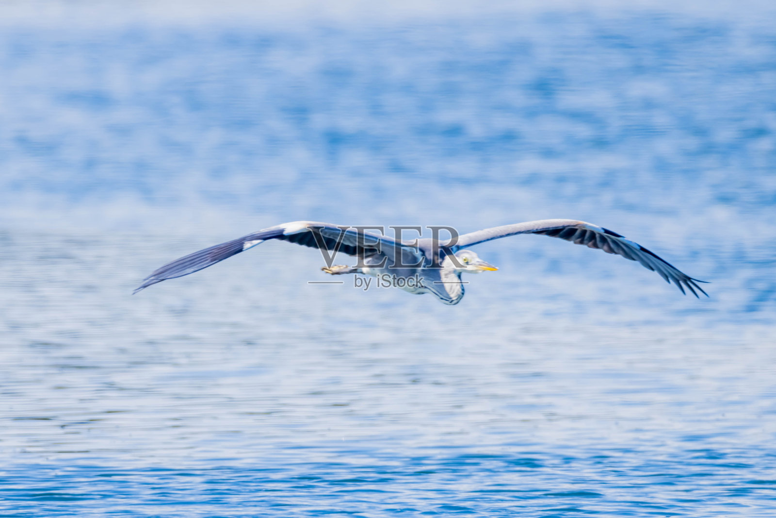 灰鹭在湖面上空飞翔照片摄影图片