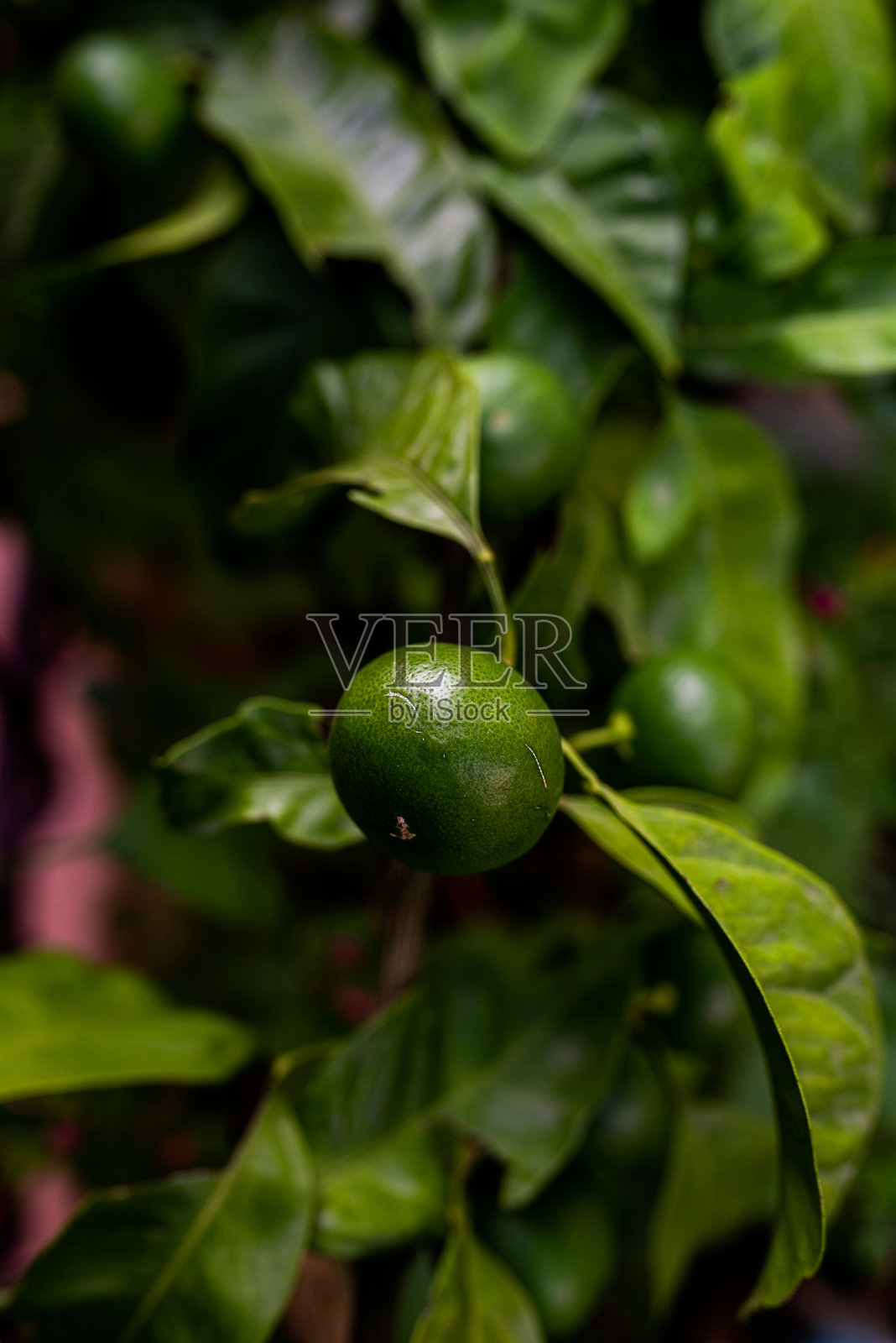 青柠在青柠树上生长。绿色、多汁的柑橘类水果在自然环境中。照片摄影图片