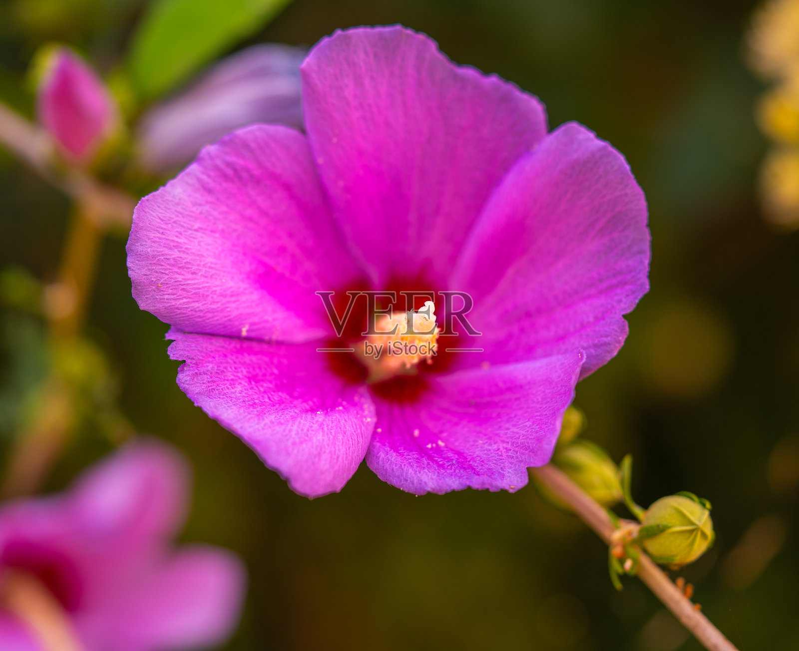 无穷花,韩国产的玫瑰木槿,木槿花。照片摄影图片