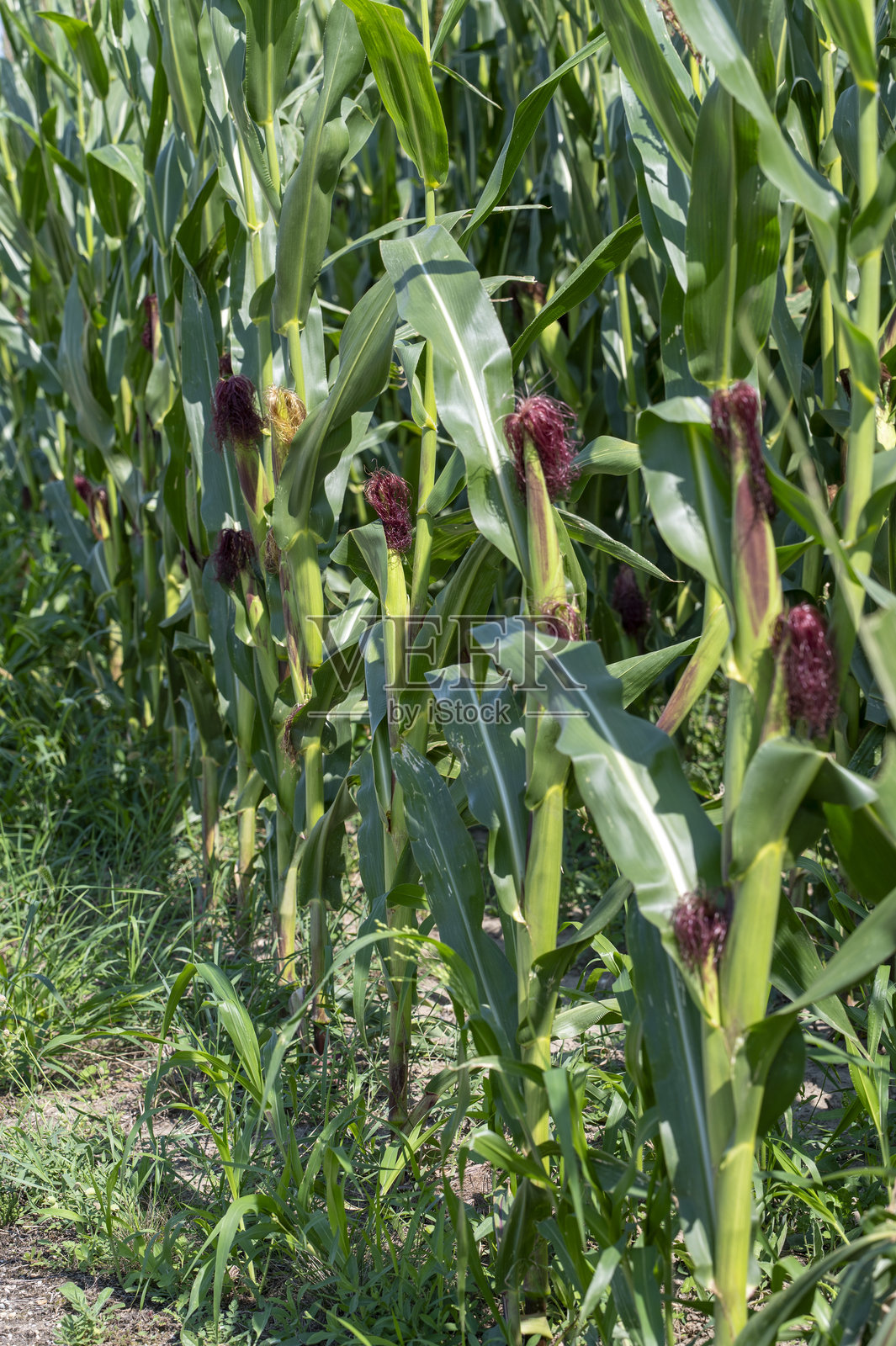 成熟的玉米(Zea mays)田地,准备收割。秋季的玉米农田。照片摄影图片