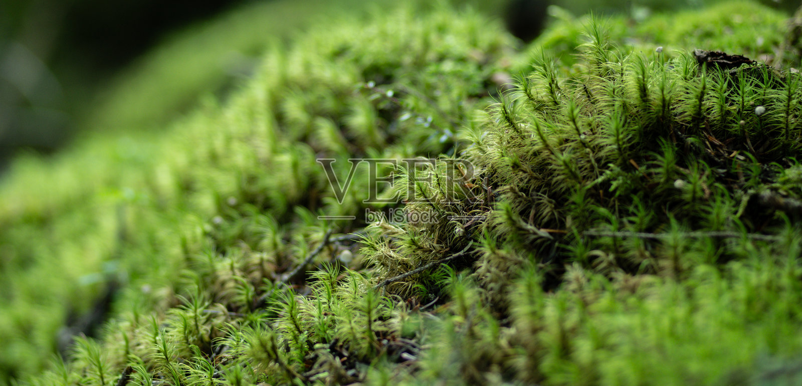 漫步在美丽的苔藓森林中照片摄影图片