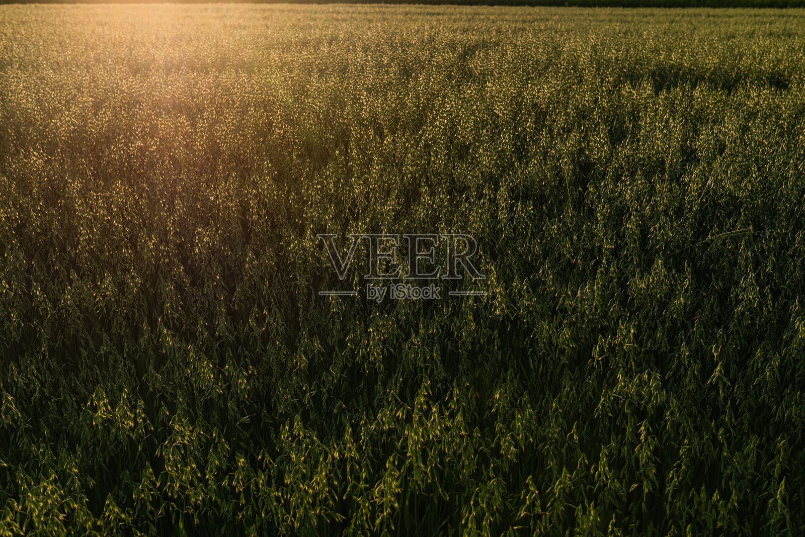 阳光明媚的春天或夏天,年轻的燕麦在田野上生长。照片摄影图片