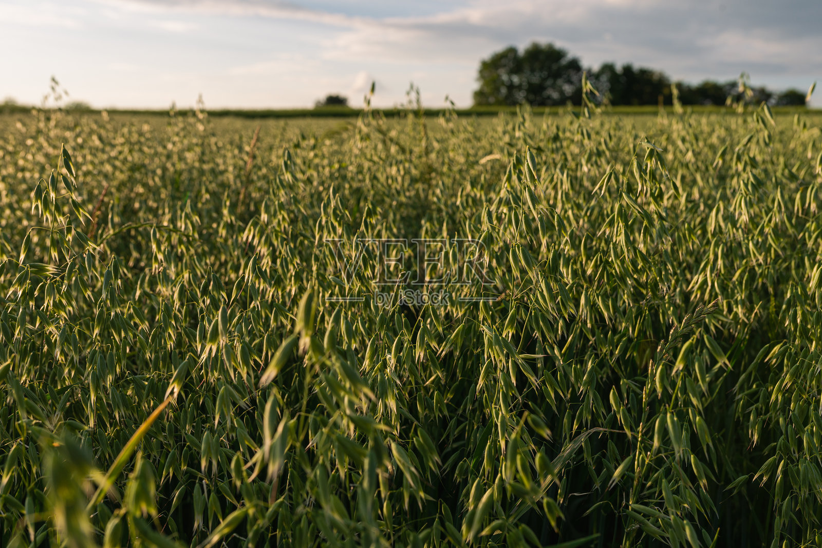 阳光明媚的春天或夏天,年轻的燕麦在田野上生长。照片摄影图片