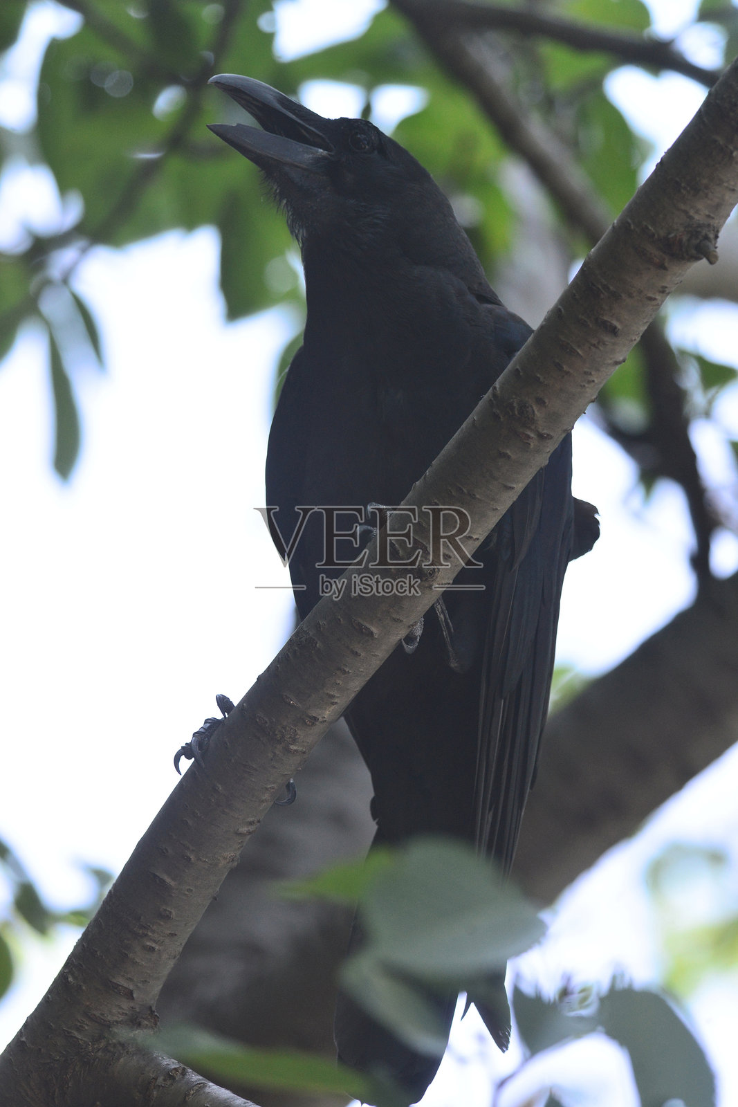 单只鸟的特写镜头照片摄影图片
