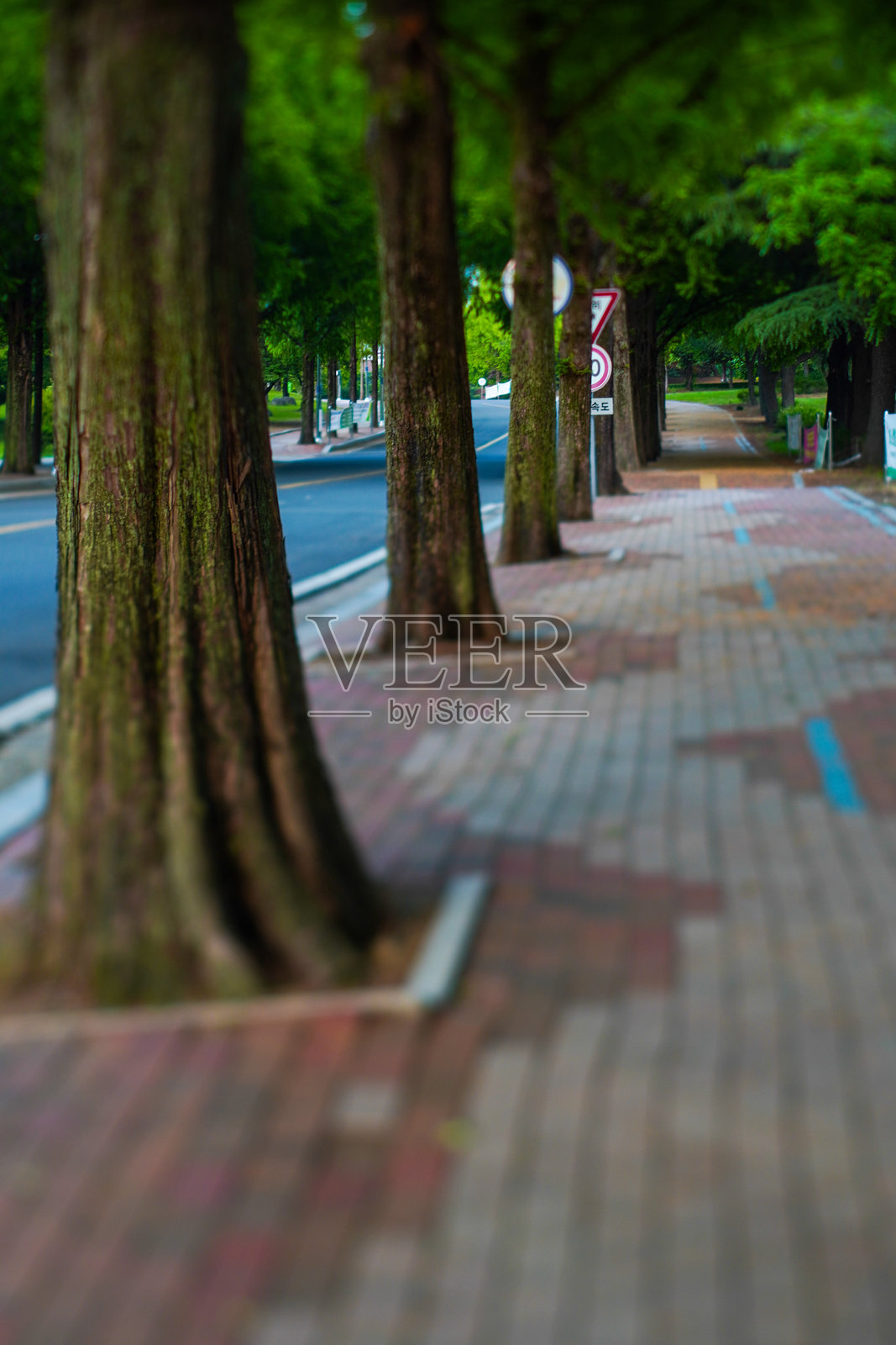 树木成行的城市人行道,倾斜移轴效果照片摄影图片