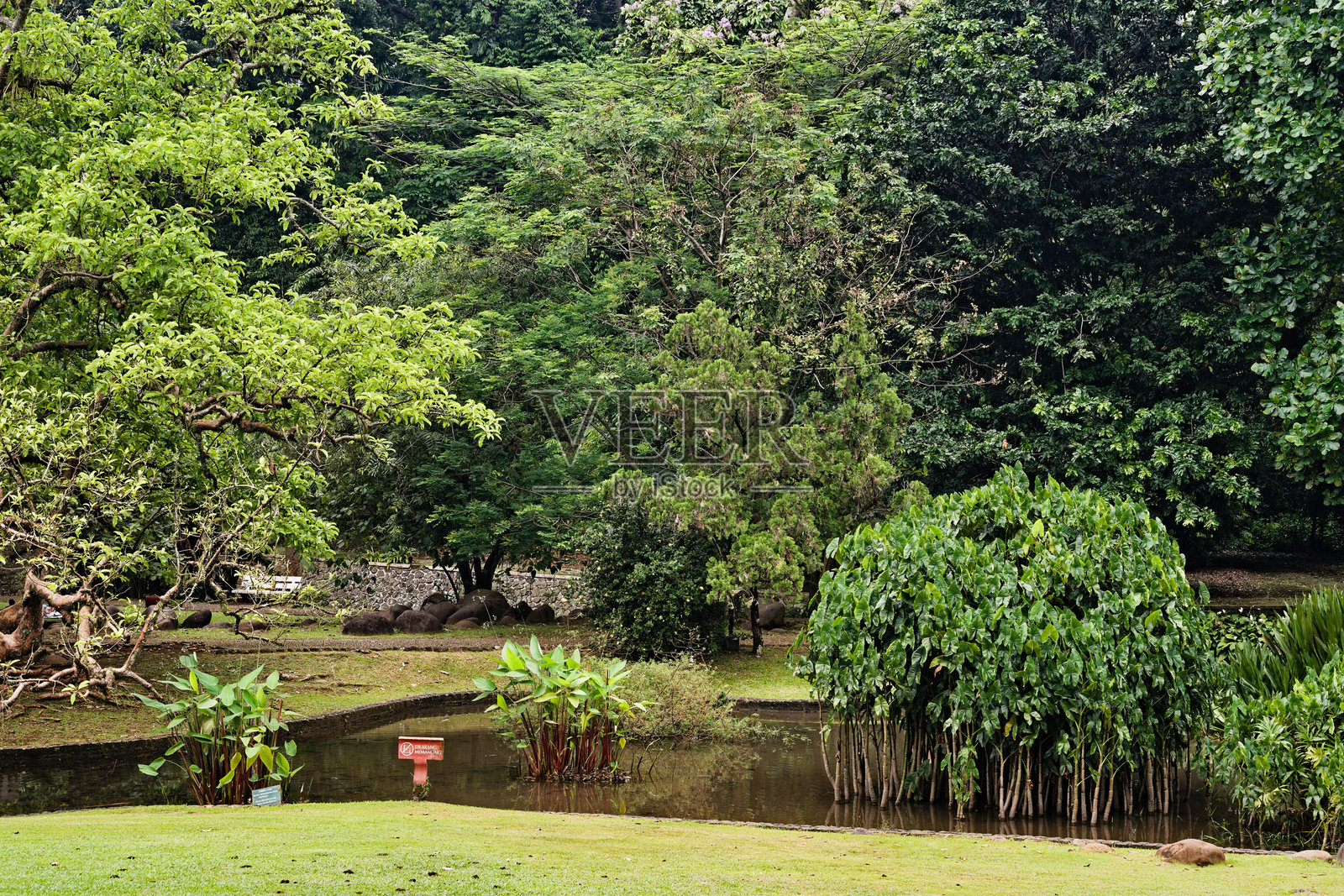 植物园中的绿色景观和水边树木照片摄影图片