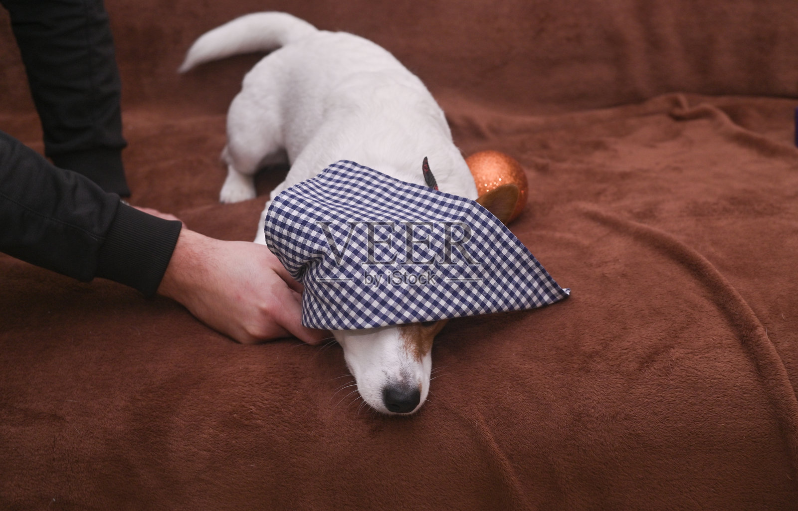 狗头上系着蓝色头巾,躺在沙发上。照片摄影图片