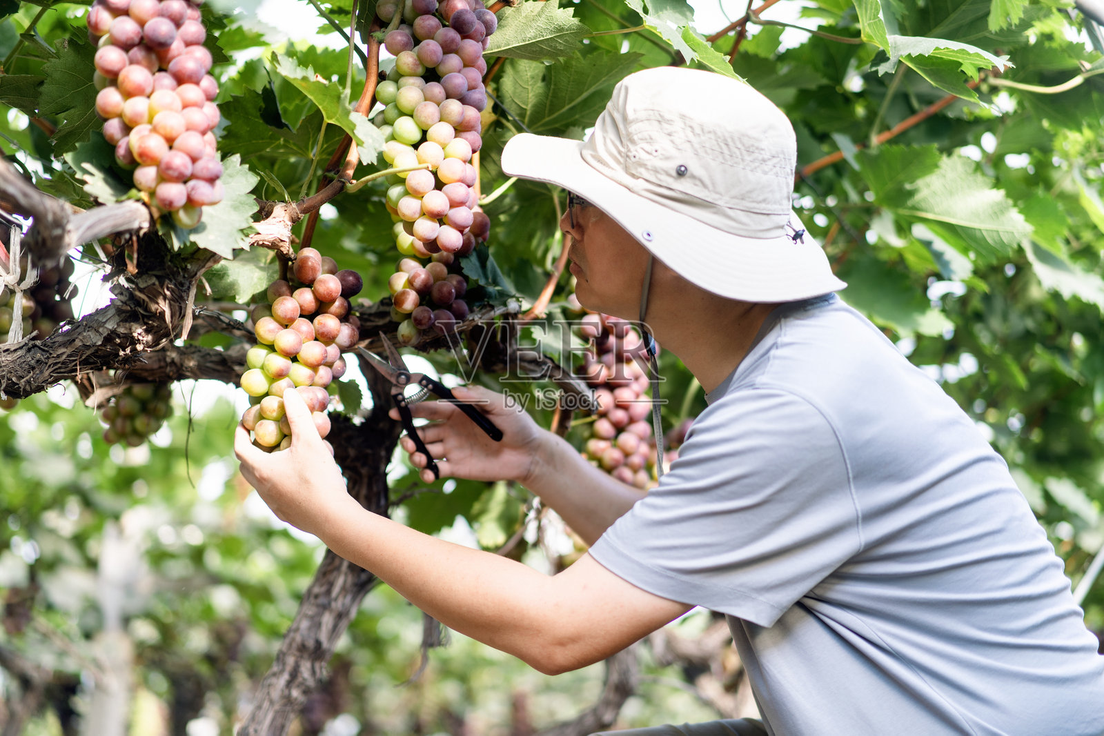 男子在葡萄园工作照片摄影图片