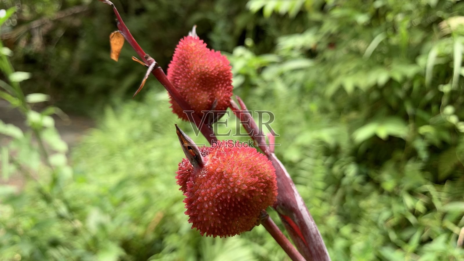 印度射击计划照片摄影图片