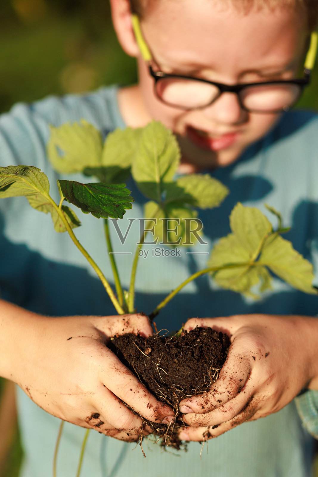 孩子手握带根的草莓幼苗照片摄影图片