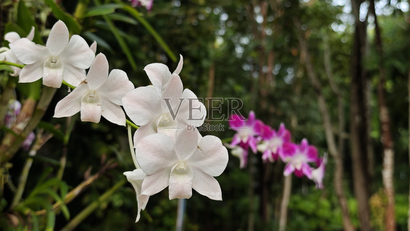 花园中的五彩斑斓的兰花。照片摄影图片