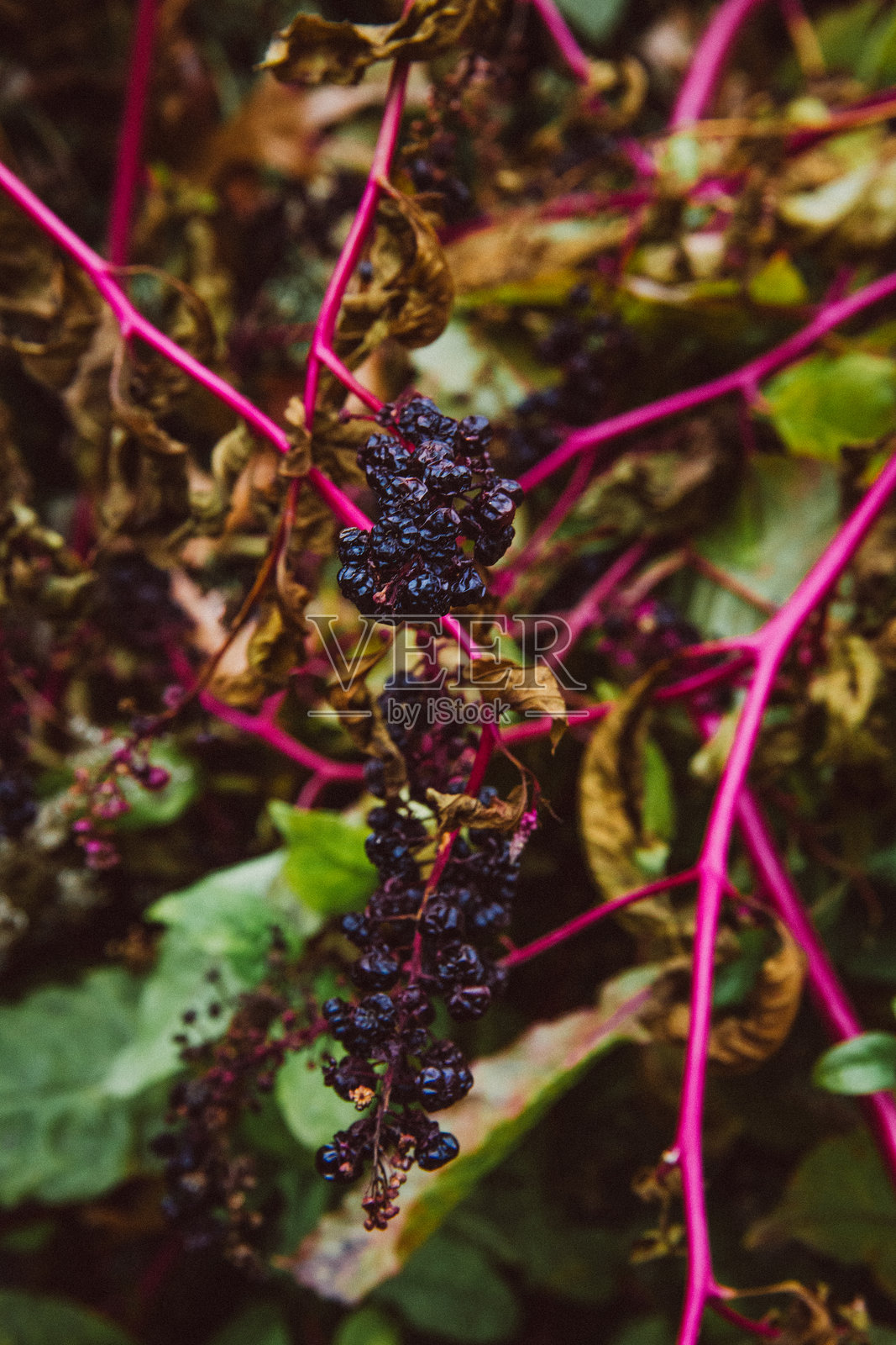 纽约市粉色和紫色的秋季树叶照片摄影图片