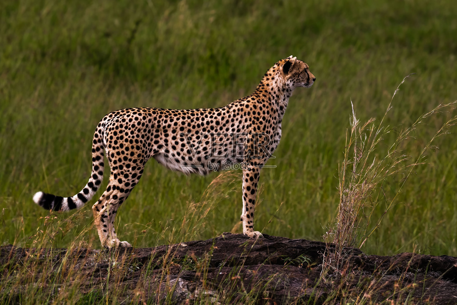 野生非洲猎豹照片摄影图片