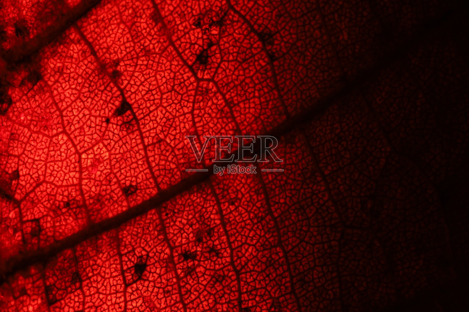 红色深色叶子纹理,特写,平面材料,干枯的叶子照片摄影图片