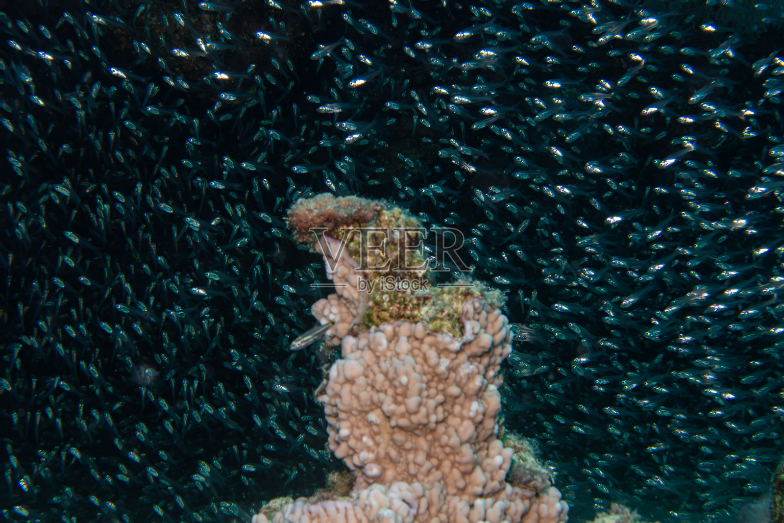 一群微小的玻璃鱼在红海热带珊瑚礁中。图片来自埃及赫尔戈达的马基湾。照片摄影图片