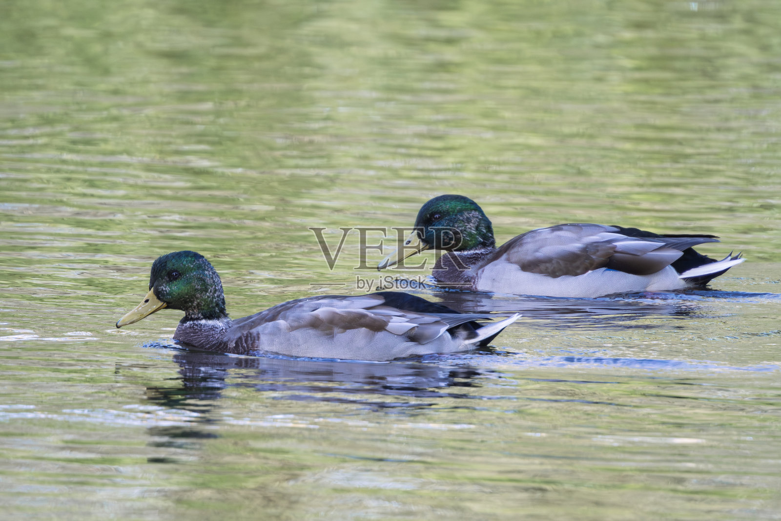 在河中游泳的绿头鸭照片摄影图片