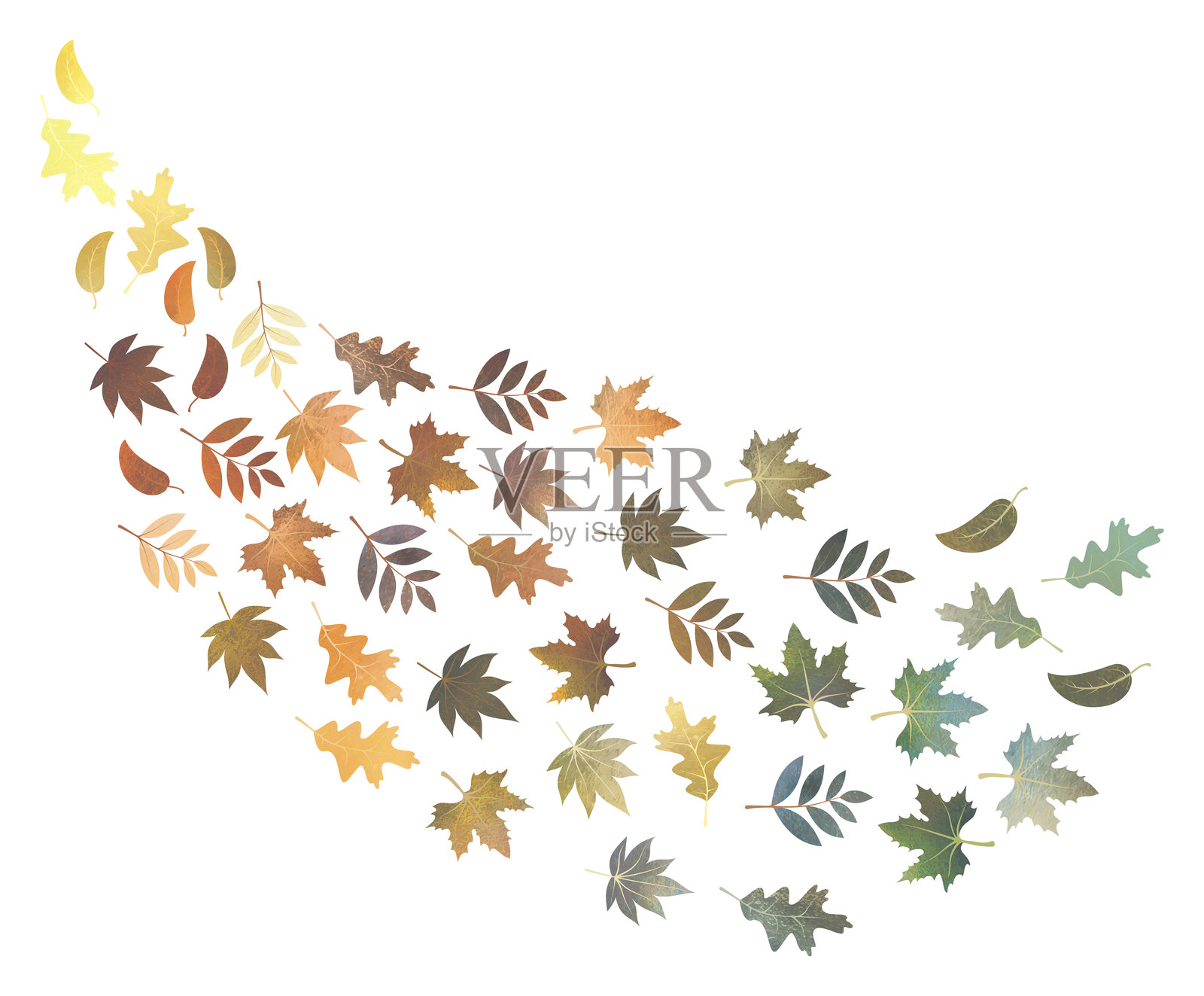 设计元素 - 秋天的树叶。插画图片素材