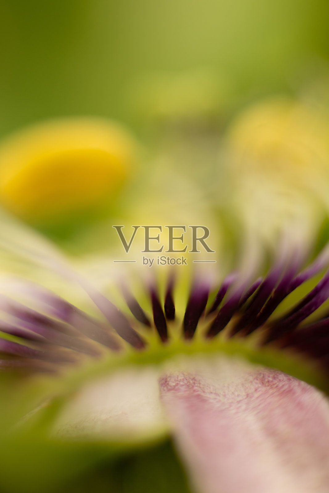 花照片摄影图片