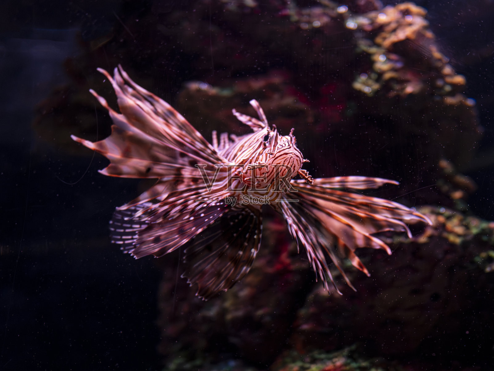 美丽的狮子鱼在热带水族馆中照片摄影图片