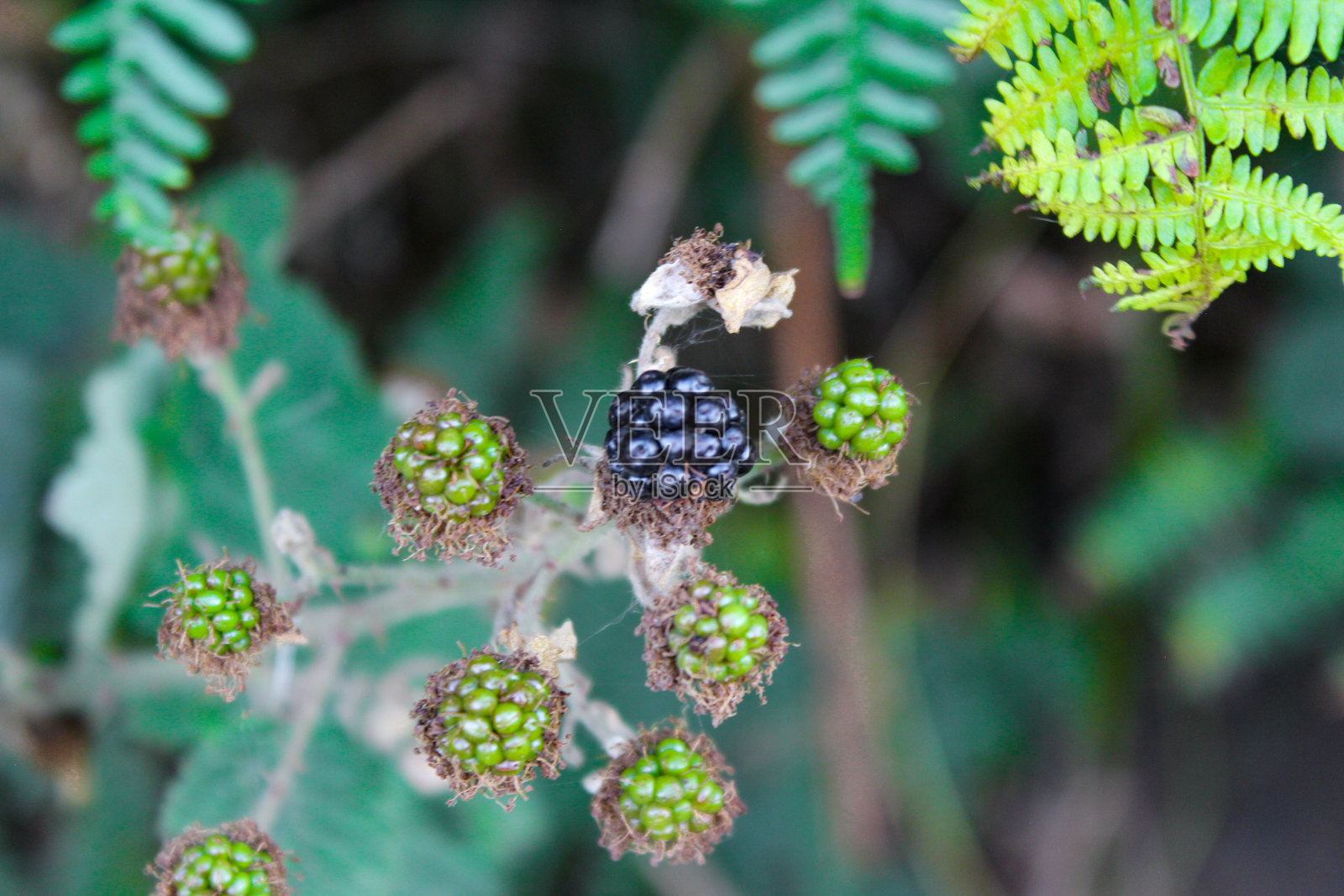 野生黑莓和蕨类植物的叶子在附近生长照片摄影图片