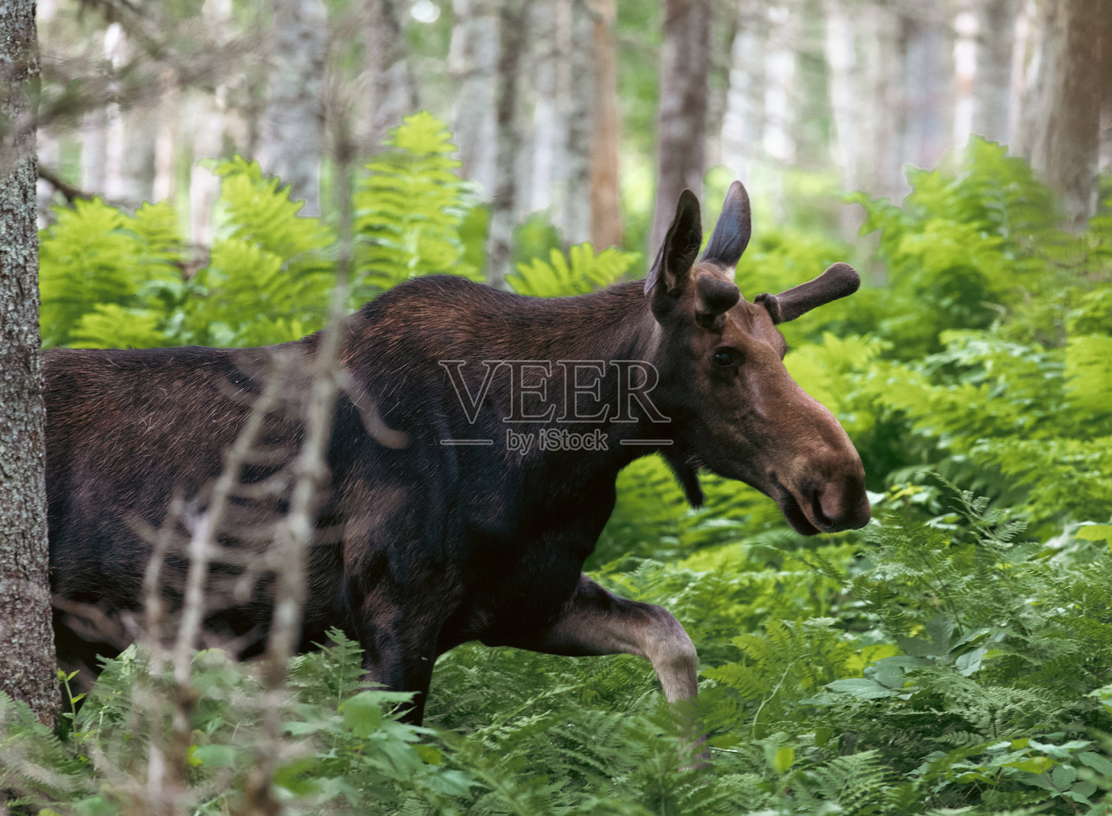 森林中的驼鹿:在绿意盎然和宁静荒野中的壮丽邂逅照片摄影图片