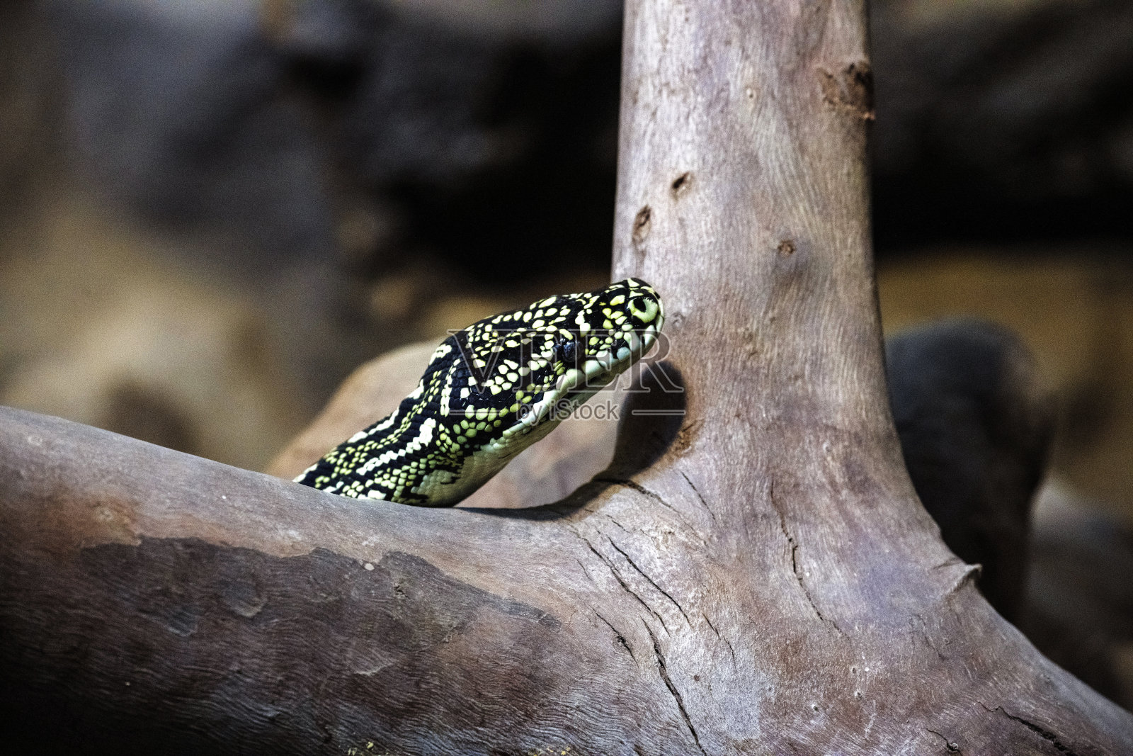 一条令人惊叹的钻石蟒(Morelia spilota spilota)照片摄影图片