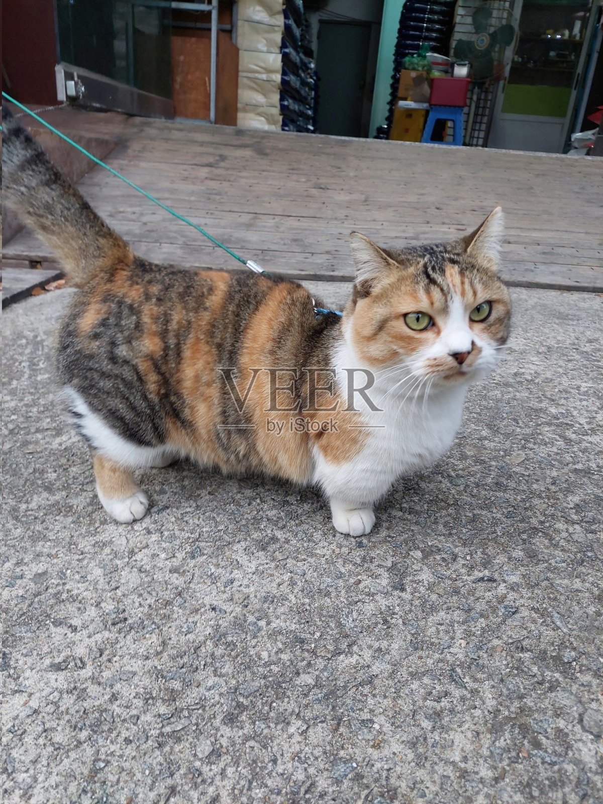 迷人而胖乎乎的印尼猫在户外顽皮地探索,毛发蓬松,表情好奇。充满活力和快乐,适合喜欢观看顽皮快乐时刻的猫咪爱好者!照片摄影图片