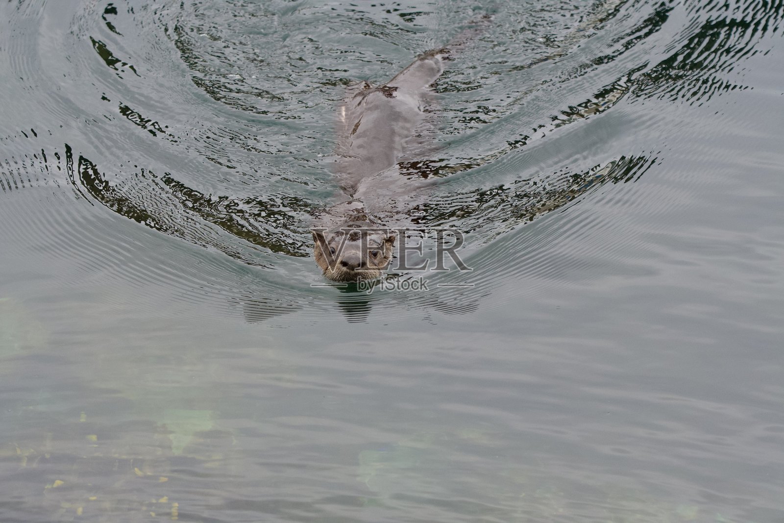 水獺游向岸边,激起波浪照片摄影图片