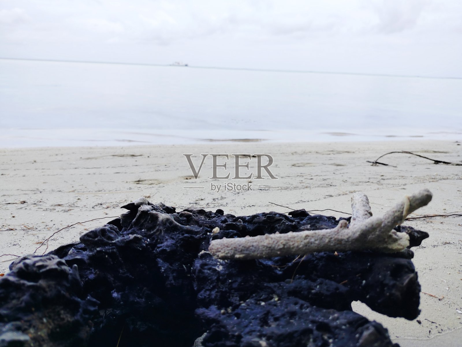 漂流木上的珊瑚碎片照片摄影图片