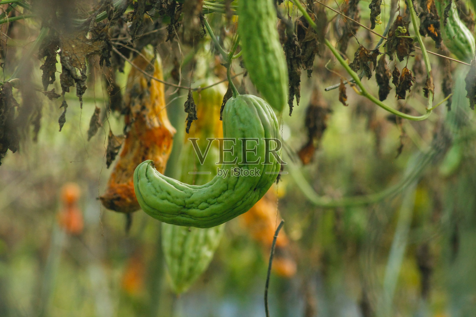绿色苦瓜、苦瓜或苦瓜悬挂在蔬菜农场的树上。新鲜的苦瓜挂在花园里。浅景深和特写视图。照片摄影图片