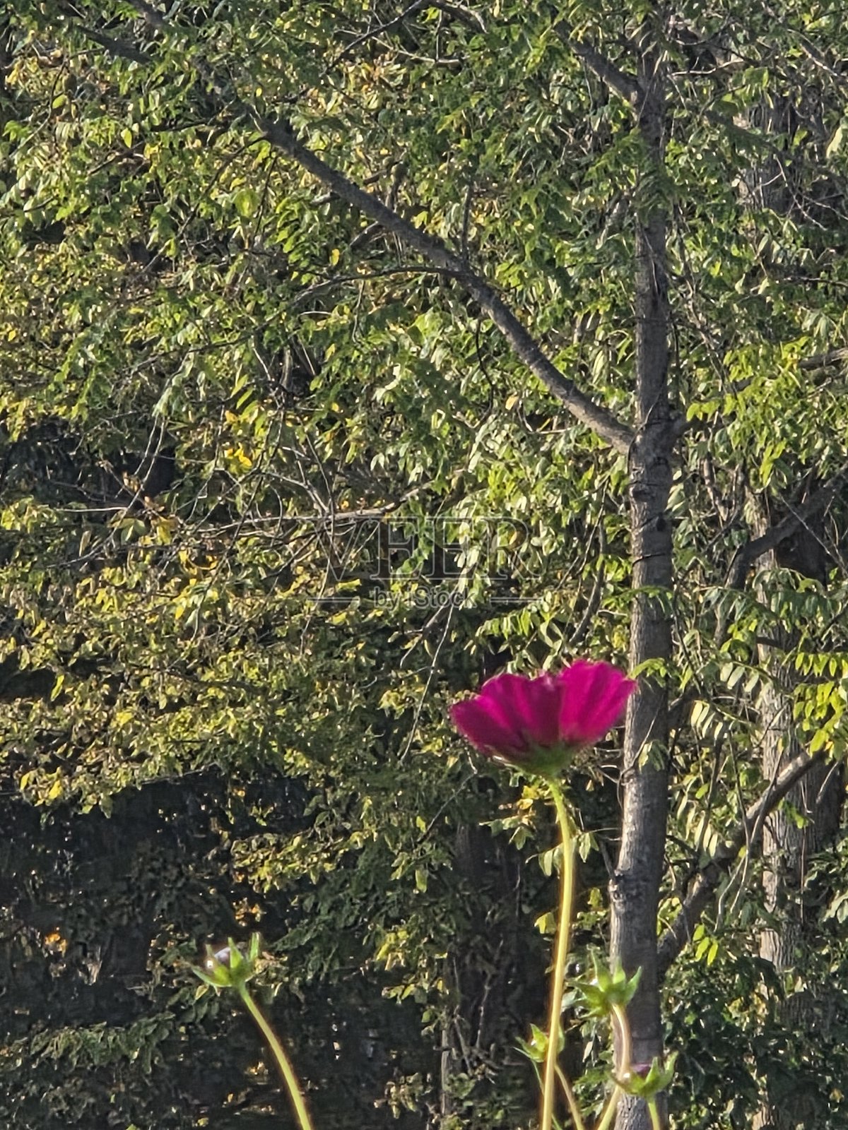 秋分照片摄影图片