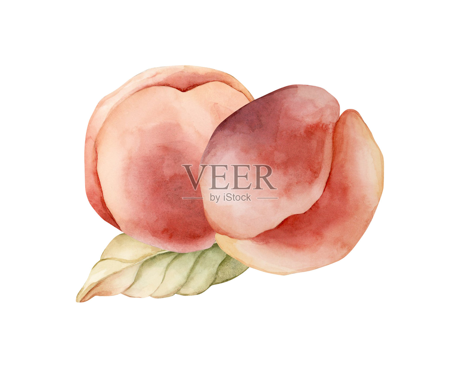 桃子 夏季 多汁 成熟水果 叶子。水彩手绘花卉食品插图,独立于白色背景的厨房。插画图片素材
