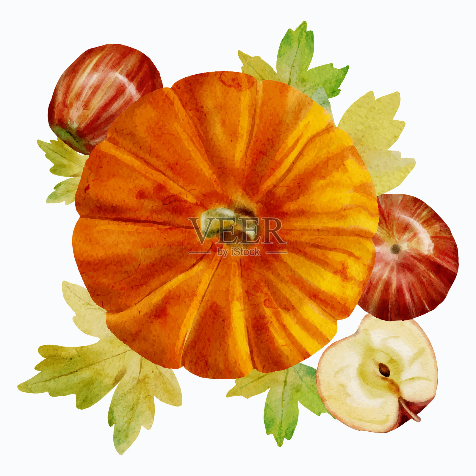 白色背景上的秋季水彩静物画。色彩斑斓的秋季收藏,包括南瓜、苹果和树叶,背景为白色。秋季丰收。插画图片素材