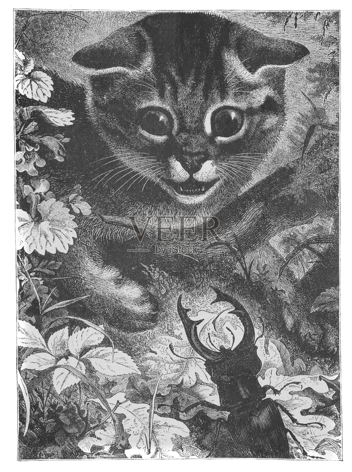 好奇的小猫在花园里遇见了一只锹形虫 - 19世纪插图插画图片素材