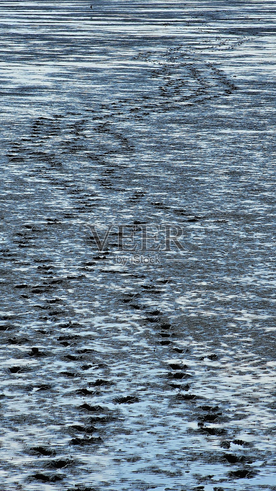 退潮时泥滩上的脚印照片摄影图片