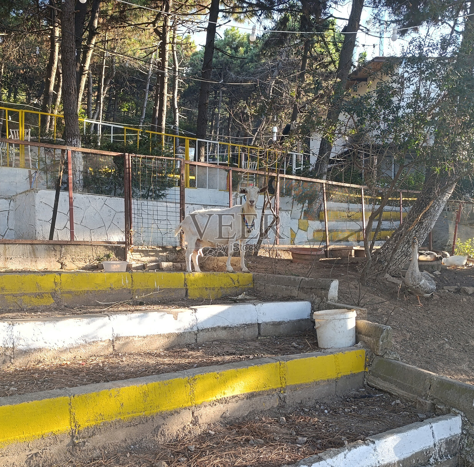 可爱山羊的肖像照片摄影图片