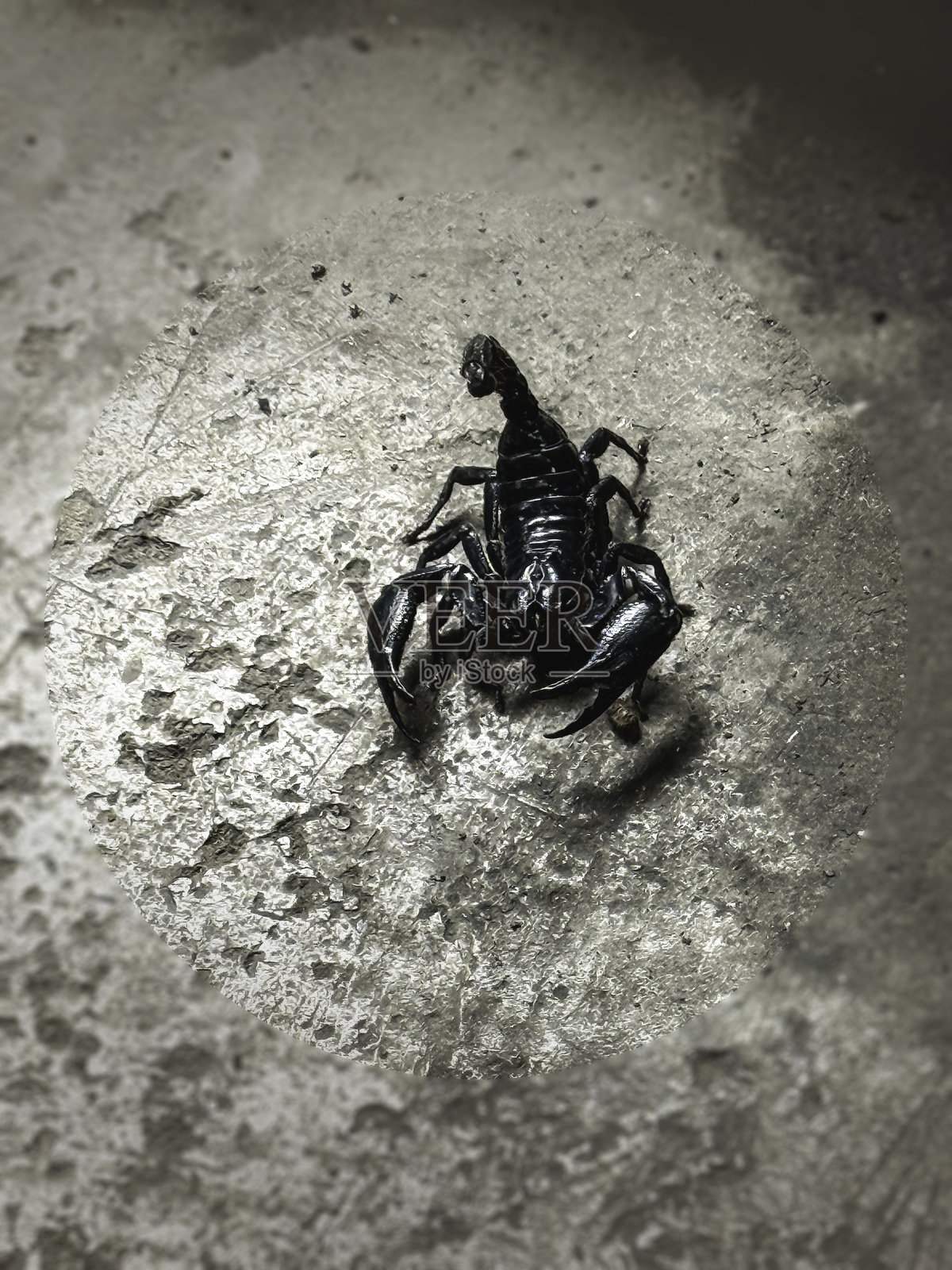 亚洲巨型蝎子,黑色坚硬的外壳,属于Heterometrus种类,展示了其在地面上的身体和结构。照片摄影图片