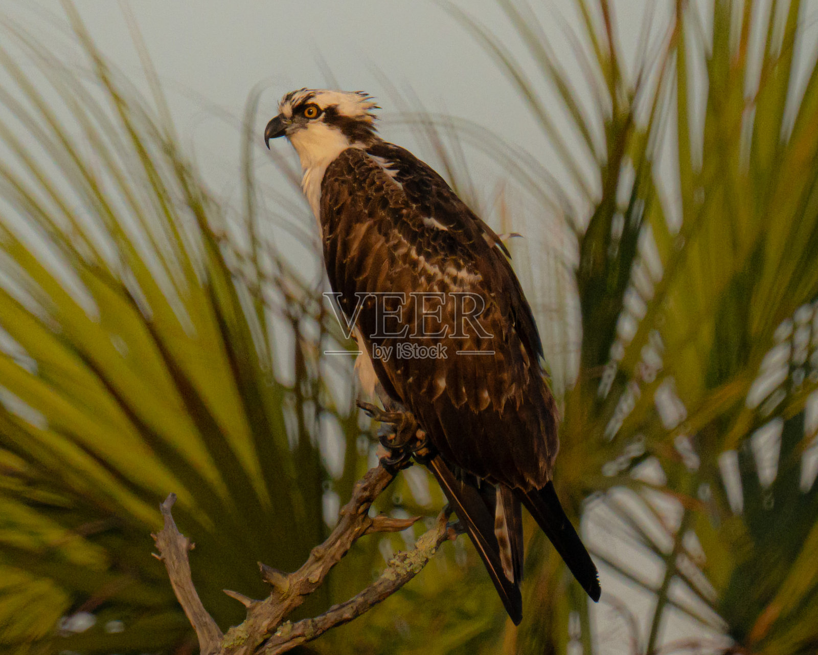 鱼鹰栖息在树枝上照片摄影图片