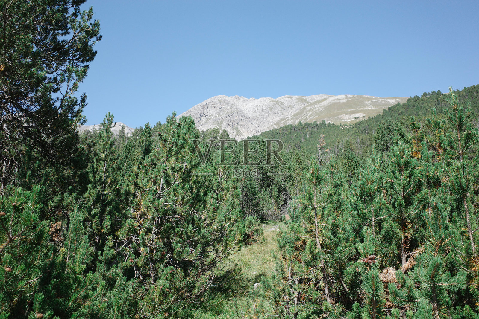 瑞士泽尔内茨的阿尔卑斯山脉风景照片摄影图片