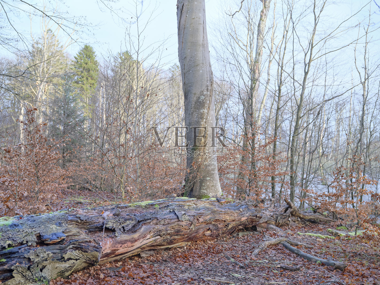 丹麦宁静的冬季景观,有光秃的树木和冰霜覆盖的草地。照片摄影图片