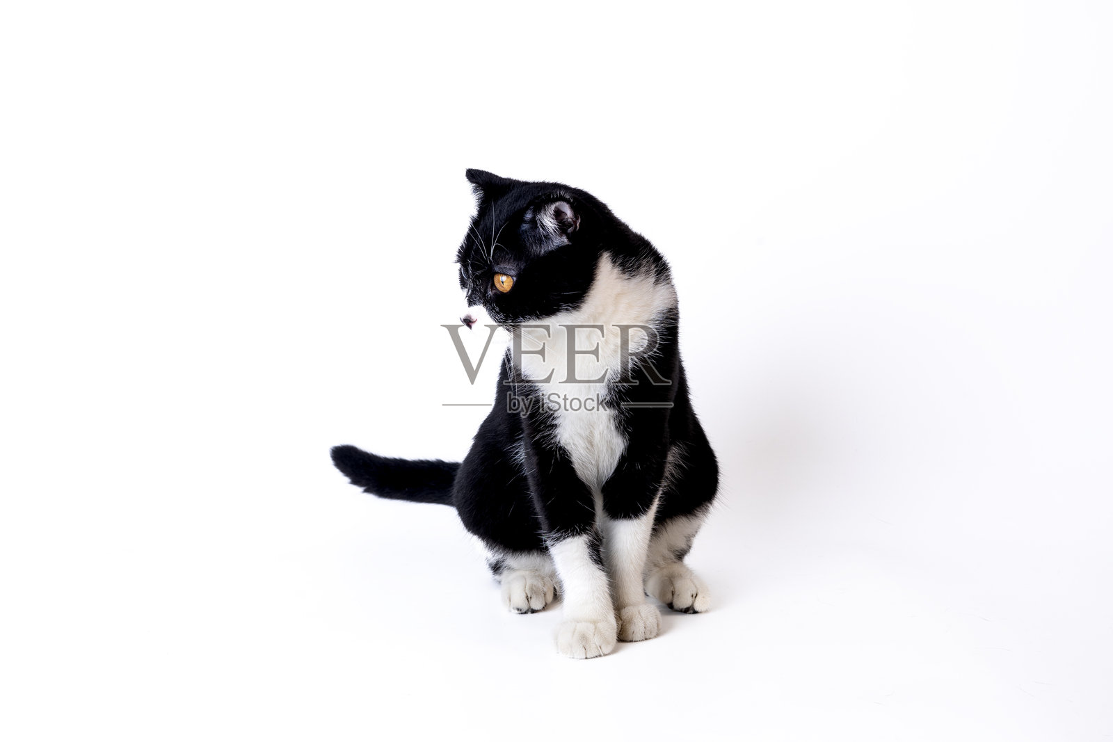 一只黑白英国短毛猫照片摄影图片