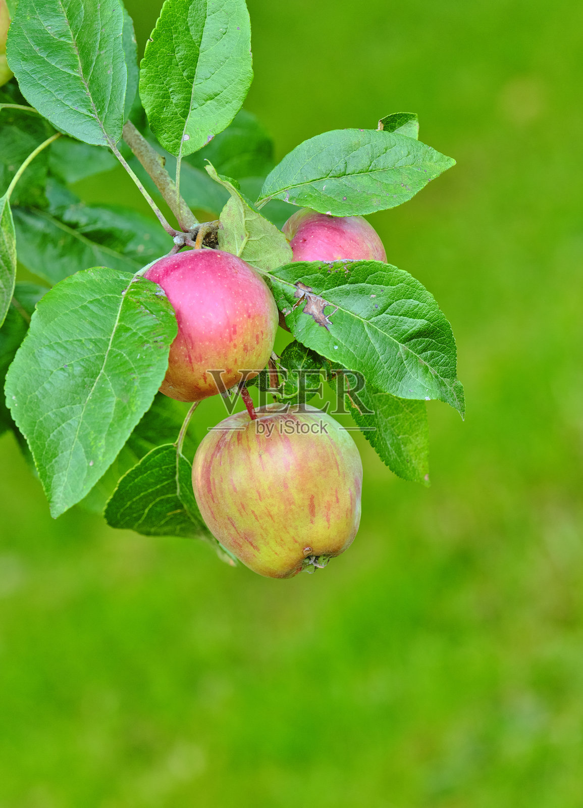 花园里,翠绿的枝叶间,一棵树上结满了鲜红和青绿的苹果。照片摄影图片