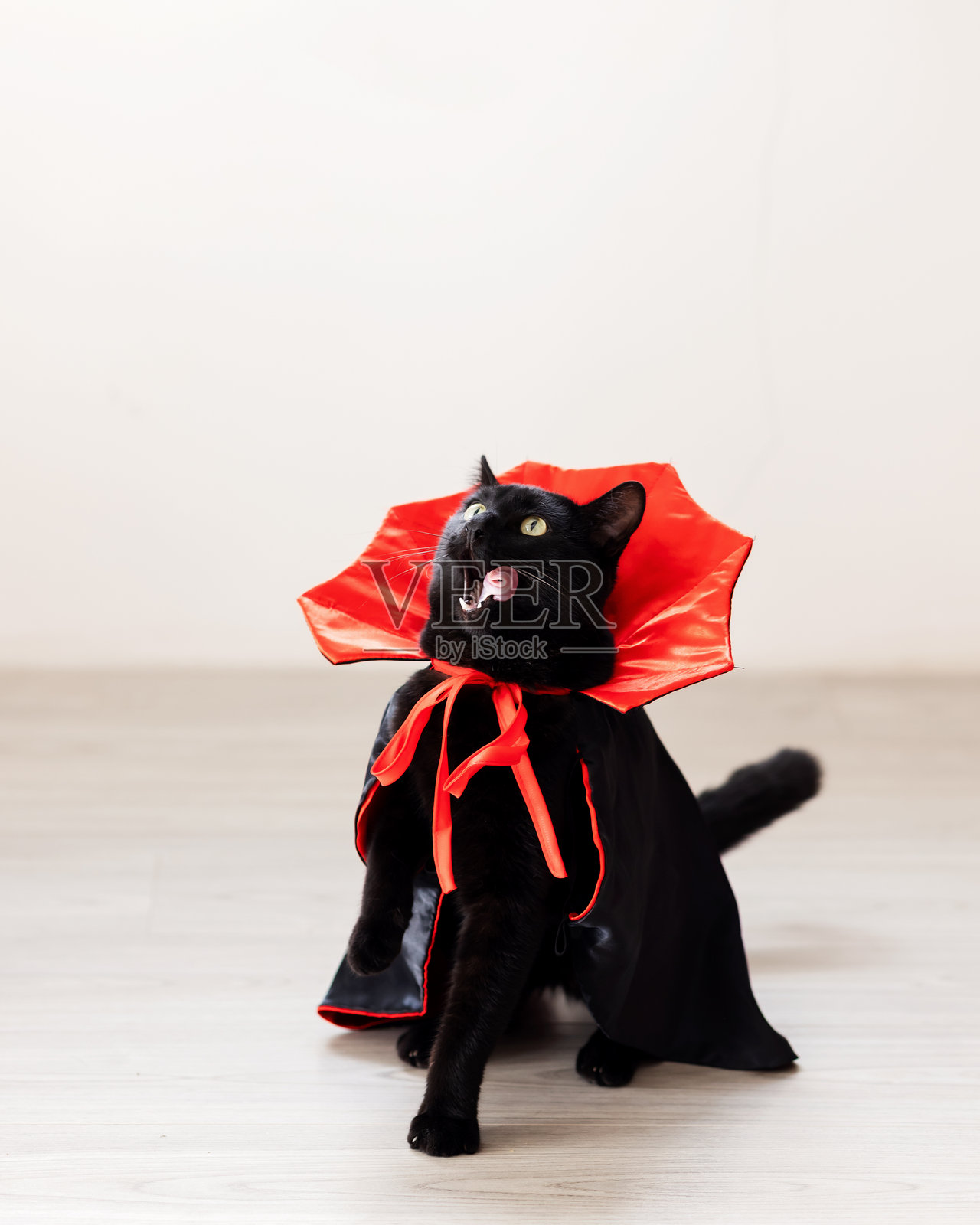 万圣节吸血鬼装扮的黑猫坐在地板上,抬头舔着嘴唇照片摄影图片